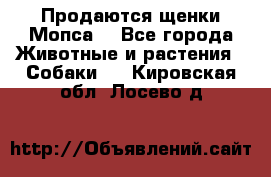 Продаются щенки Мопса. - Все города Животные и растения » Собаки   . Кировская обл.,Лосево д.